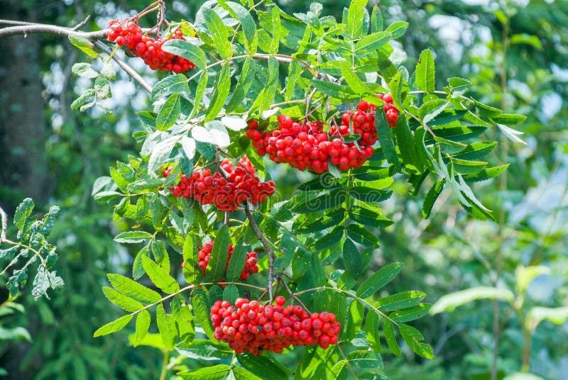 Rowan berries, Sorbus aucuparia, tree also called rowan and mountain ash stock images Rowan berries, Sorbus aucuparia, tree also called rowan and mountain ash stock images