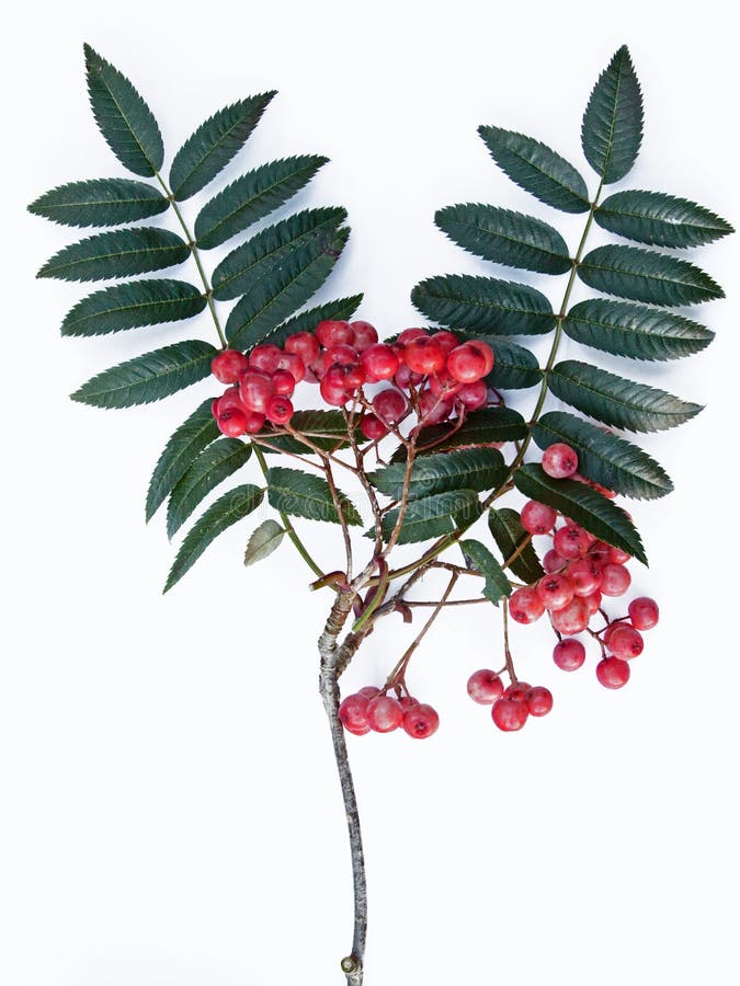 Rowan Berries (Sorbus Aucuparia) Stock Image - Image of leaflet, green ...