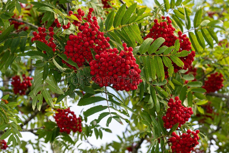 A rowan berries on a tree royalty free stock photos A rowan berries on a tree royalty free stock photos