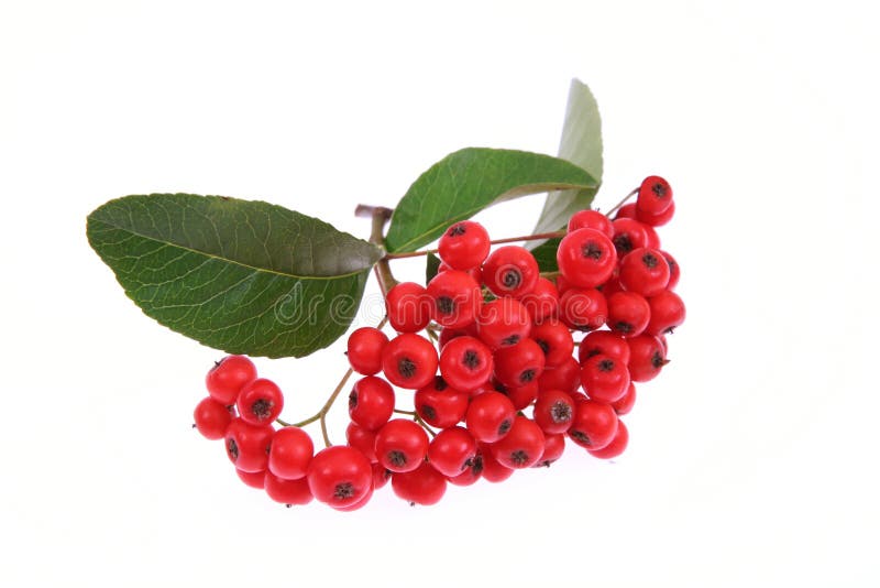 Rowan berry (mountain ash) stock image. Image of bright - 16358297