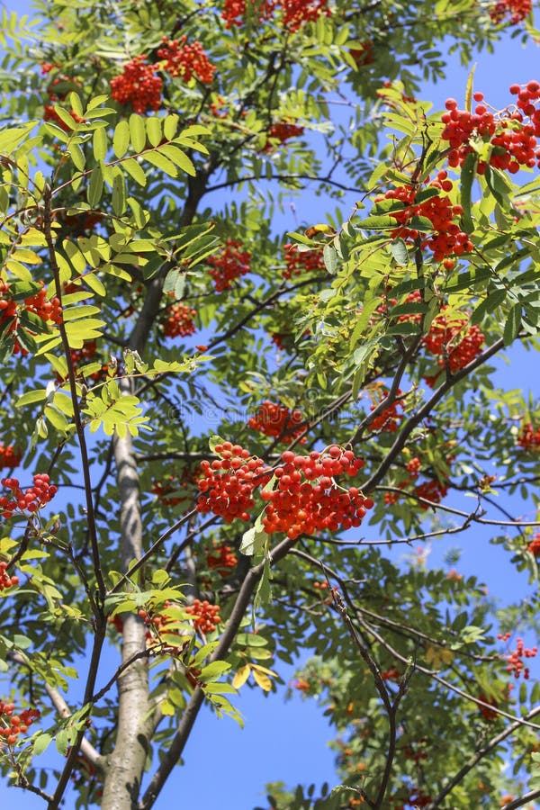 Rowan berry tree stock photo. Image of tree, nature, sunny - 75320290