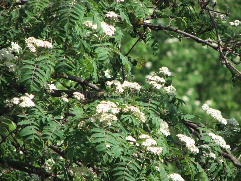 Rowan in bloom in spring stock image. Image of rowan - 147989463