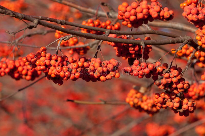 Rowan. Rowanberry. Rowan-tree. Sorb. Wild Ash Stock Image - Image of ...