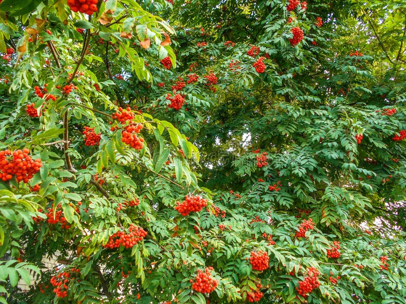 Rowan Red in the Fall. Rowan in the City Garden on a Branch. Stock ...