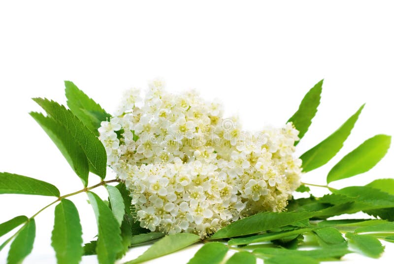 Rowan Flowers On Isolated White Background Stock Photo - Image of drop ...