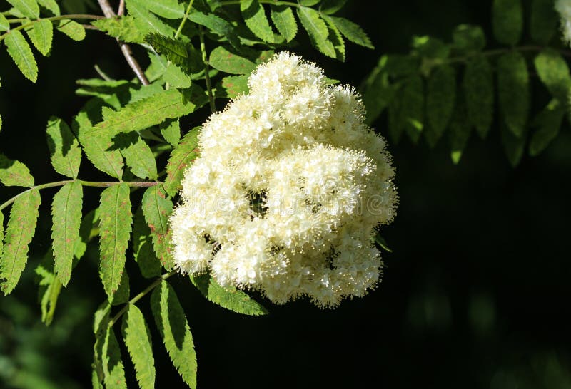 Rowan or Mountain Ash (Sorbus Aucuparia) Flower, Blooming in Spring ...