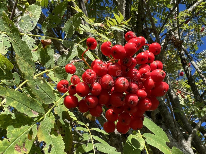 Rowan (Sorbus aucuparia), Mountain-ash, Vogelbeere, Eberesche oder Vogelbeerbaum, Sorbier des oiseleurs