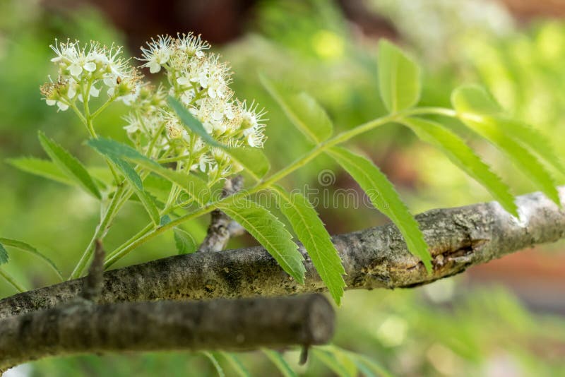 Rowan tree in bloom Branch of rowan tree with white flowers and green leaves stock photography Rowan tree in bloom Branch of rowan tree with white flowers and green leaves stock photography