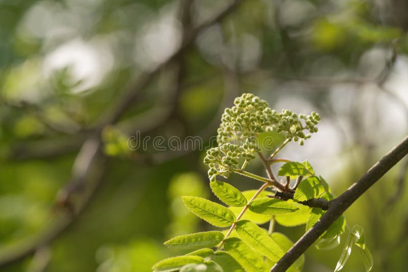 Rowan tree branch with buds on a spring morning