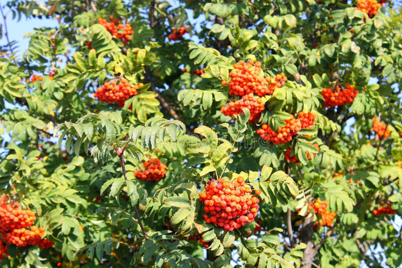 Rowan Tree in Bloom. Branch of White Rowan Tree Flowers Stock Image ...