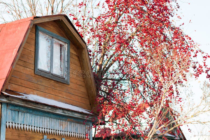 Rowan Tree with Red Berries in a Village Stock Image Image of plants