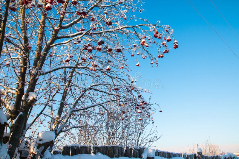 Rowan Tree with Red Berries in a Village Stock Image Image of russia