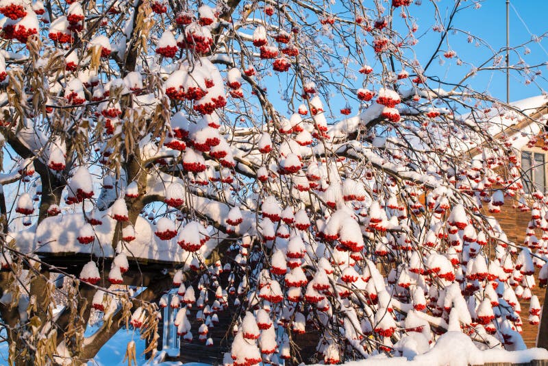 Rowan Tree with Red Berries in a Village Stock Image Image of rustic