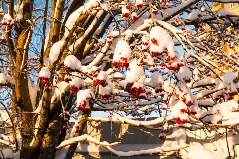 Rowan Tree with Red Berries in a Village Stock Photo Image of berries