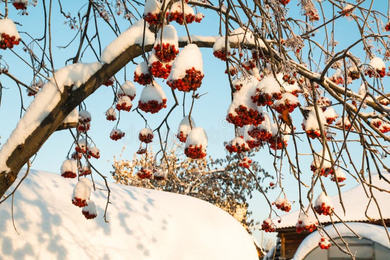 Rowan Tree with Red Berries in a Village Stock Photo Image of berries