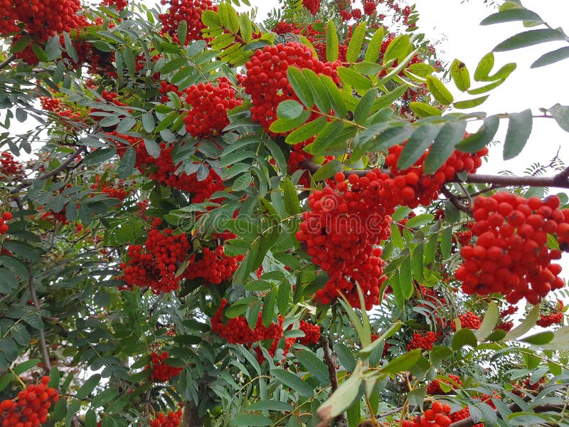 Rowan Tree with Red Rowan Berry Stock Image - Image of european, garden ...