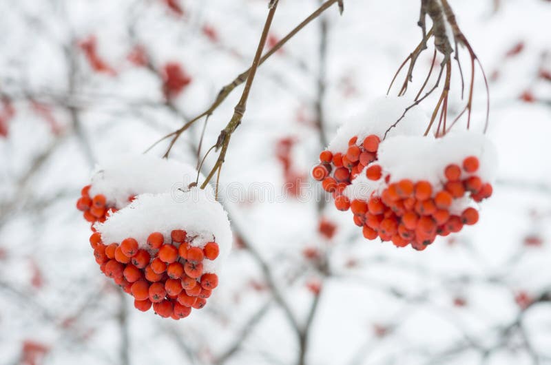 American holly stock photo. Image of wintry, snow, frosty - 387428
