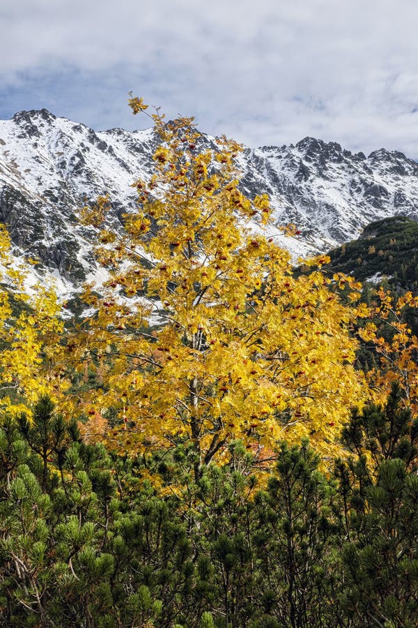 Rowan tree, Temnosmrecinska valley, High Tatras mountain, Slovakia