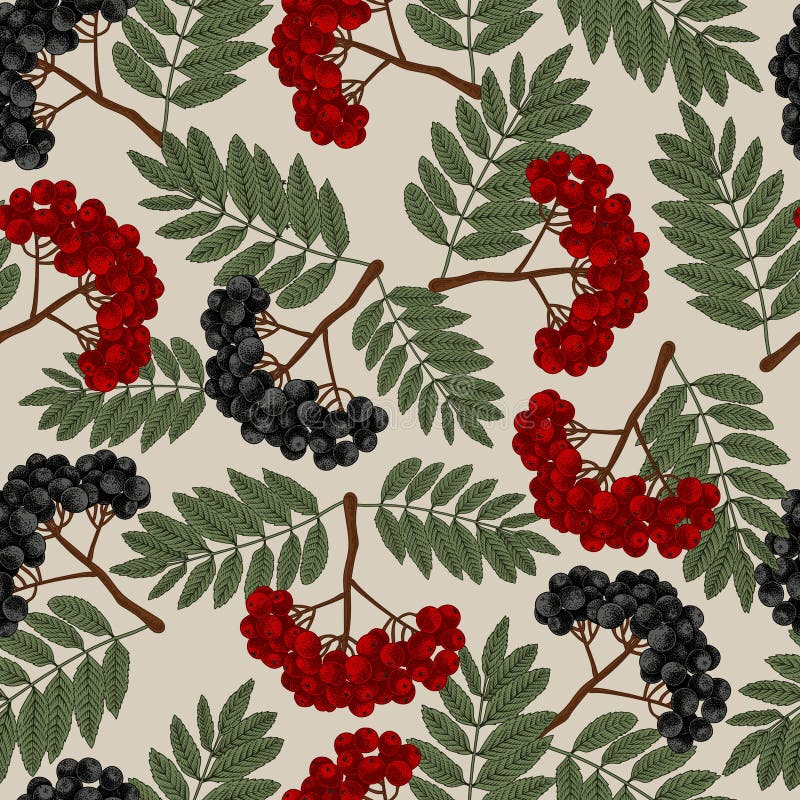 Rowan. Vector seamless pattern in vintage style. vector illustration Rowan. Vector seamless pattern in vintage style. vector illustration