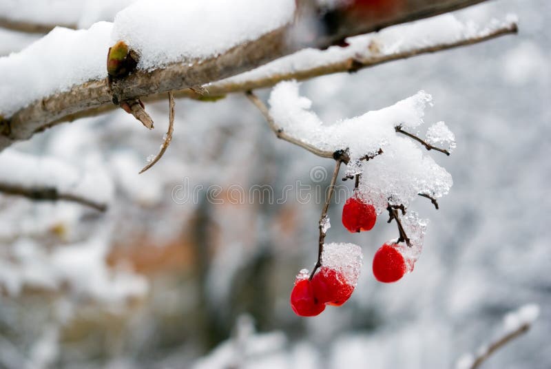 Rowanberry