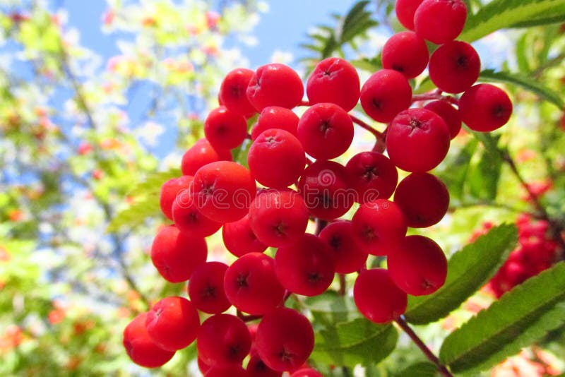 Red Berry, Red Rowan Berries on Tree Stock Photo - Image of flora ...