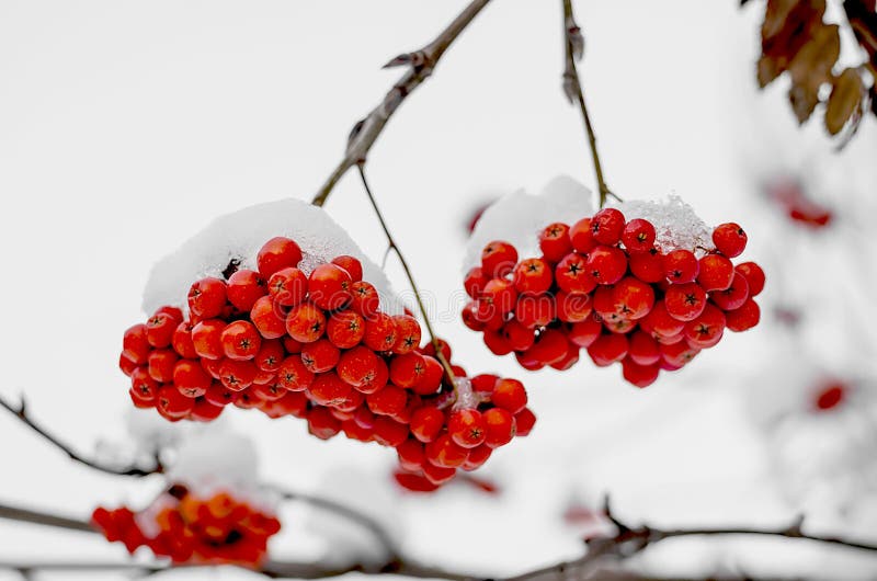 Holly Berries Bush Covered with Snow. Christmas. Outside Stock Image ...