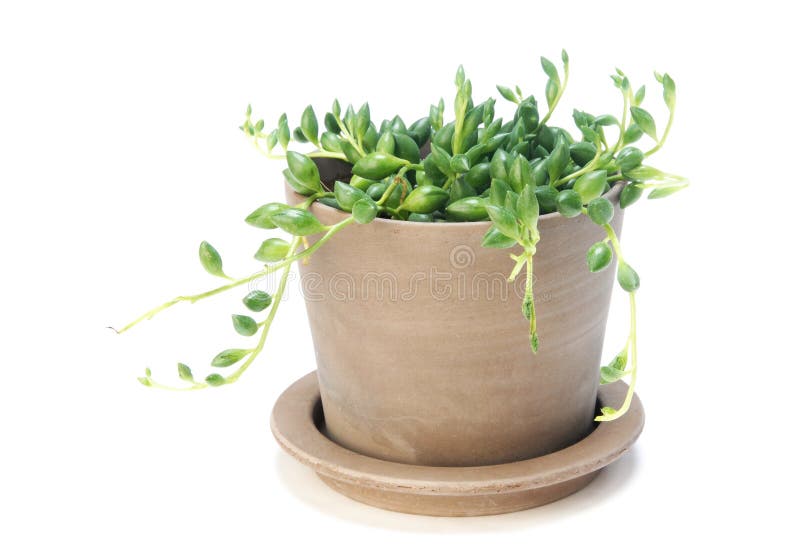 rowleyanus senecio zdjęcie royalty free rowleyanus senecio zdjęcie royalty free
