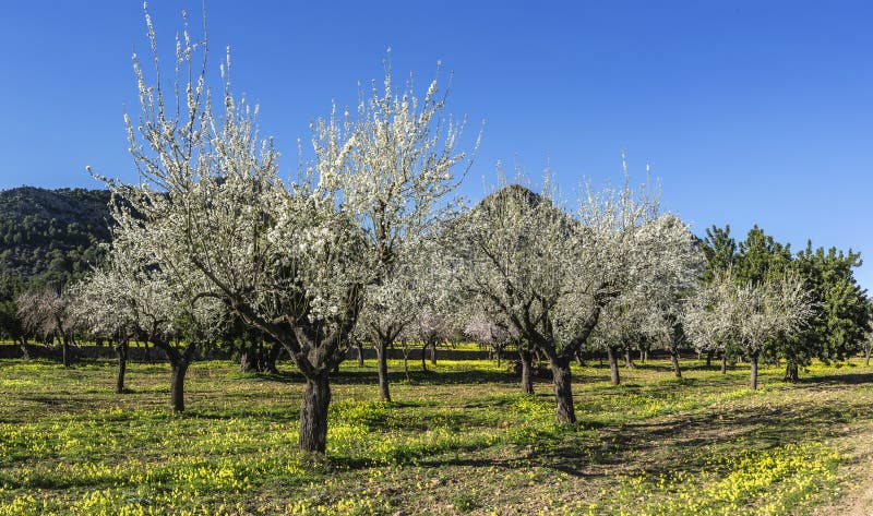 Rows of almond trees with white blossoms over a bed of yellow flowers. Rows of almond trees with white blossoms over a bed of yellow flowers.