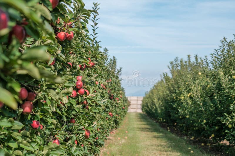 Rows of apple trees in the orchard