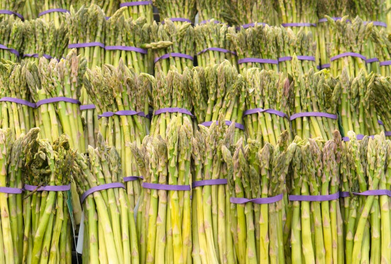 Rows of Asparagus