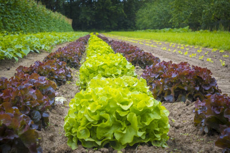 Rows of Cabbage Lettuce Growing on the Vegetable Farm Stock Photo ...