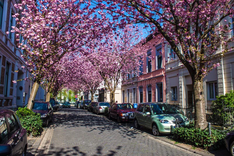 Rows of cherry blossom trees