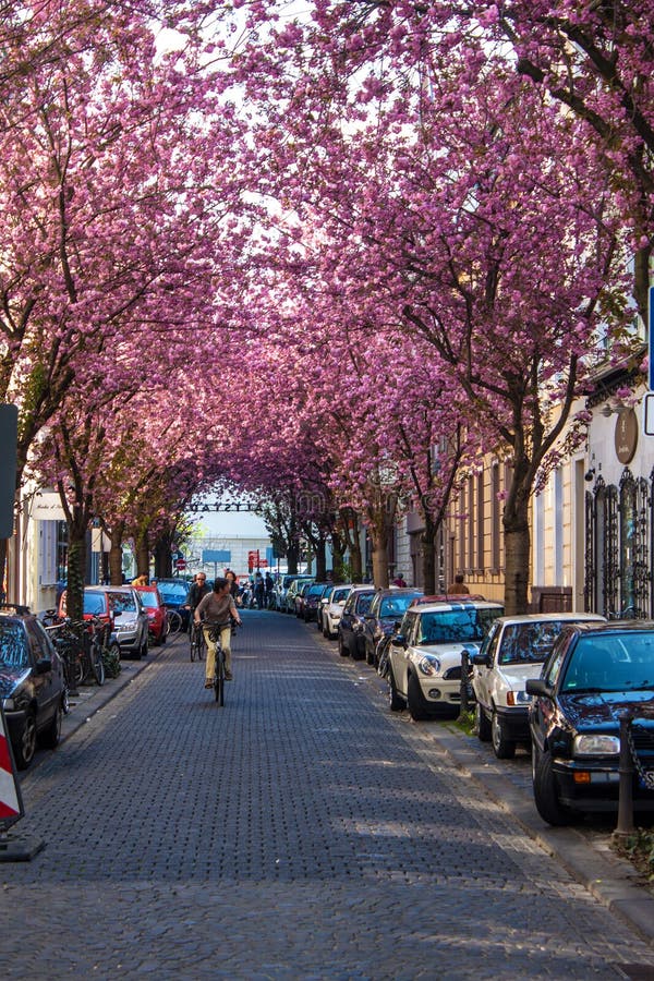 Rows of cherry blossom trees