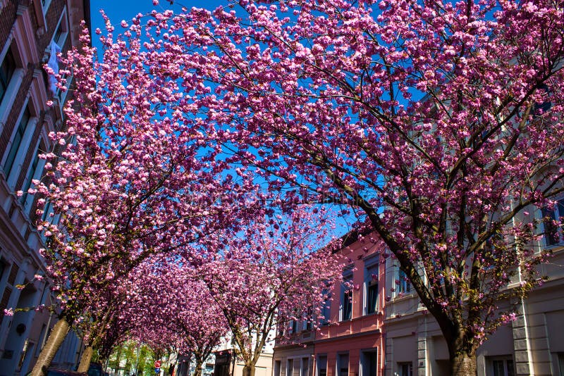 Rows of cherry blossom trees