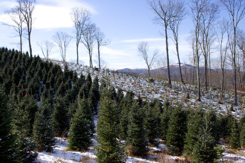 Rows of Christmas Trees
