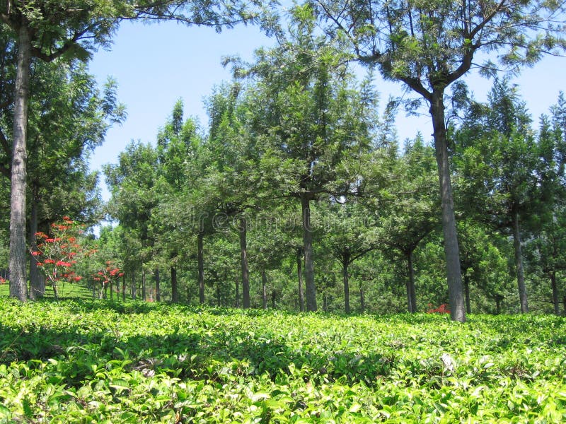 The Rows of Cinchona Trees at Gambung Tea Plantation royalty free stock photos The Rows of Cinchona Trees at Gambung Tea Plantation royalty free stock photos