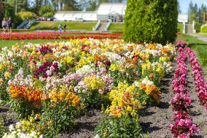 Rows of colorful flowers in the Duncan Gardens of Manito Park, on the South Hill in Spokane, Washington, USA stock image Rows of colorful flowers in the Duncan Gardens of Manito Park, on the South Hill in Spokane, Washington, USA stock image
