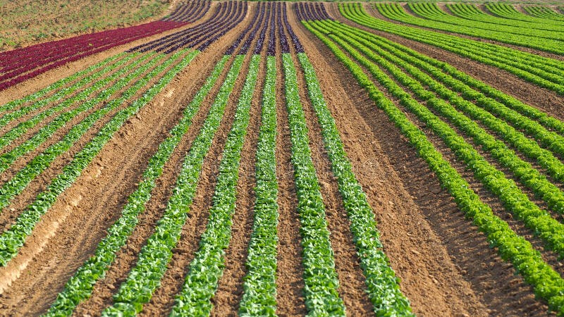 Rows of colorful rainbow of agricultural fields of crops lettuce plants, including green, red, purple varieties