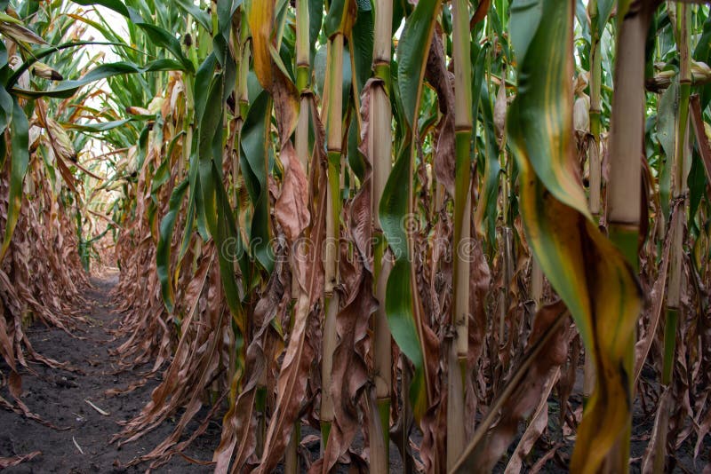 Rows of Corn Stalks in a Field in Early Autumn Stock Image Image of