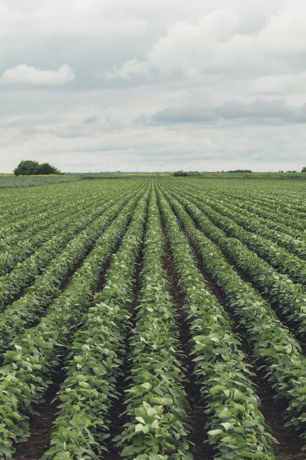 Rows of Cultivated Soybean Crops in Diminishing Perspective Stock Image