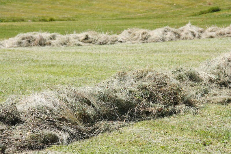 Rows of cut hay windrow