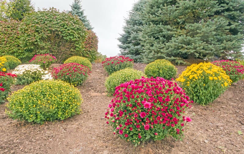 Garden full of rows of different colored mums flowers and buds, Chrysanthemums, in Autumn, upstate rural New York, bark mulch covering ground