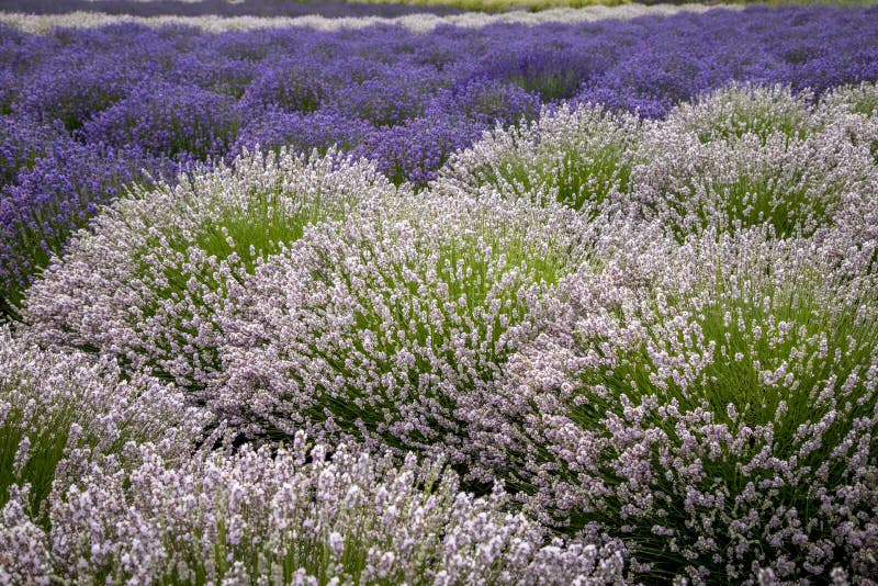 Blooming Lavender Fields in Pacific Northwest USA Stock Photo Image of oils, landscape 158610010