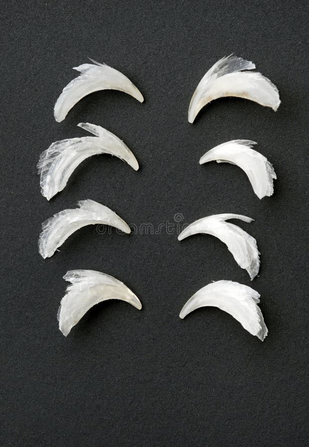 Row of Cat Claws stock photo. Image of shedded, animal ...