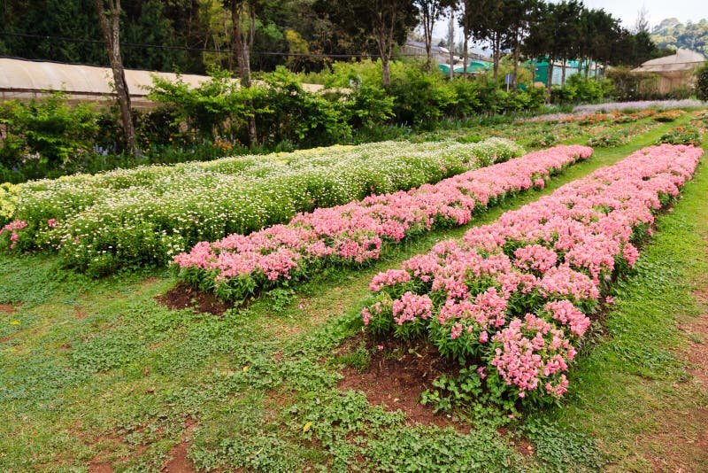 Flowers Plantation in the Countryside of Thailand Stock Image Image