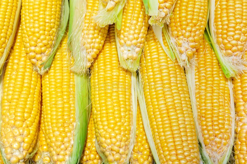 Rows of Fresh Organic Yellow Corn Cobs Background. Agricltural Goods ...