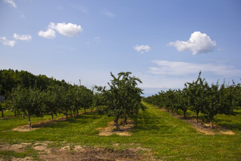 Rows of fruit trees stock image Rows of fruit trees stock image
