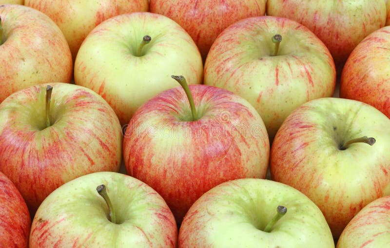 Rows gala apples stock photo. Image of healthy, arranged 20796286