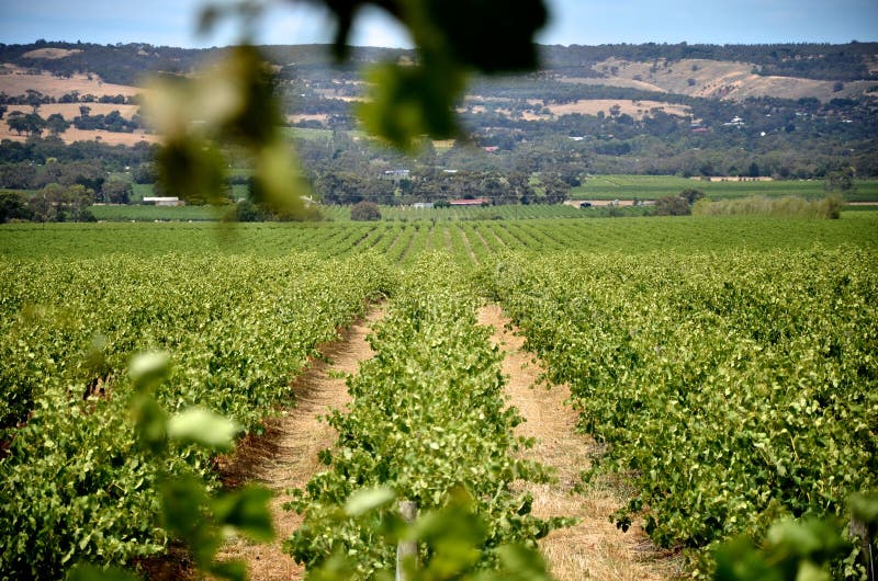 Vineyard in McLaren Vale, South Australia Stock Photo Image of nature