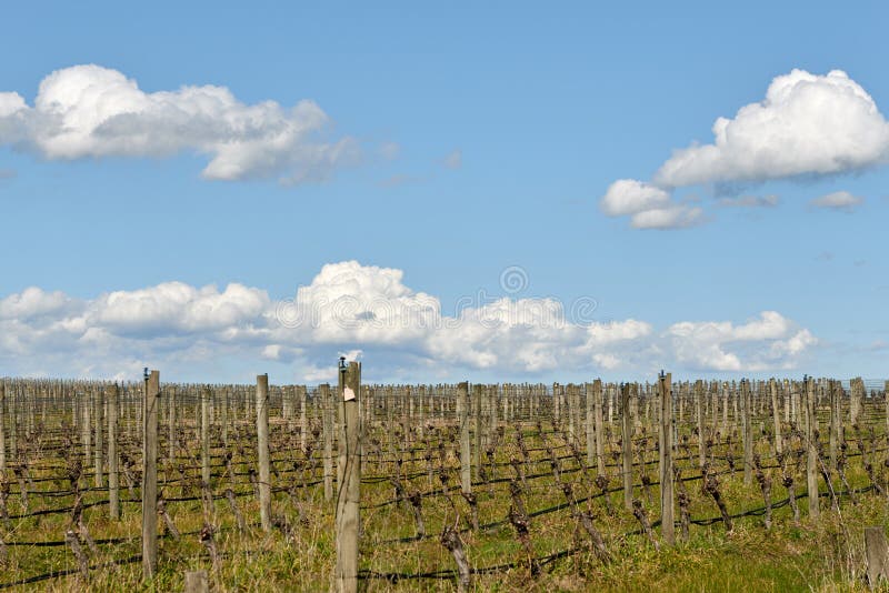 Dormant grape vines in the spring sun. stock photography Dormant grape vines in the spring sun. stock photography